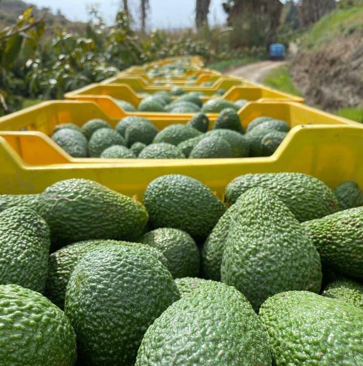 Una fila di cassette gialle piene di avocado verdi freschi in un frutteto soleggiato.