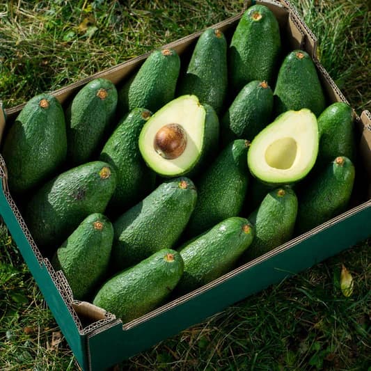 Cassetta di avocado verdi freschi sull'erba, con due metà tagliate che mostrano polpa e nocciolo.