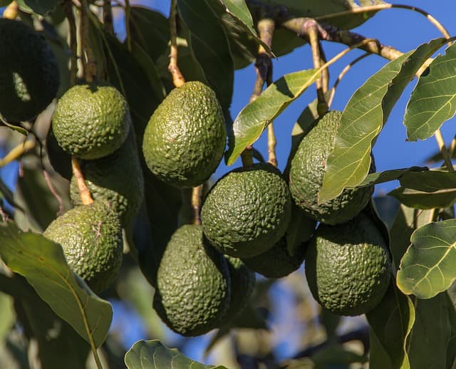 Avocado verdi con buccia rugosa pendono da un ramo frondoso contro un cielo blu limpido.
