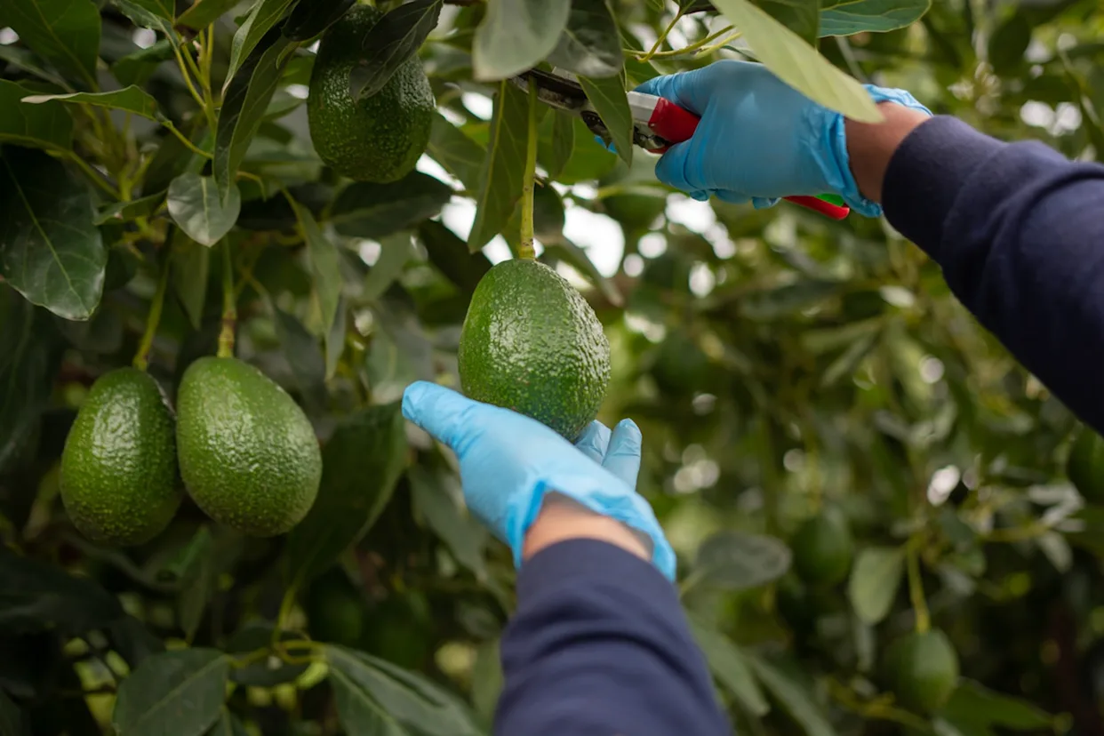 Mani con guanti blu che usano cesoie per raccogliere un avocado verde da un albero.